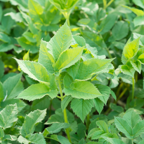 plant voedselbossen